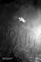 07k fotoart foto fotografie kunst composing bildbearbeitung blumen landschaft tiere portrait stil weithaler norbert